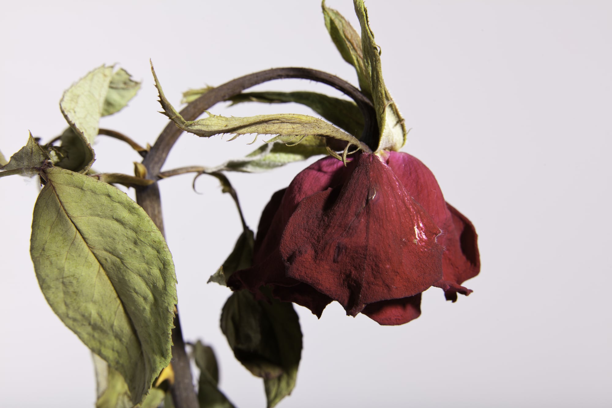 A wilted red rose bent over